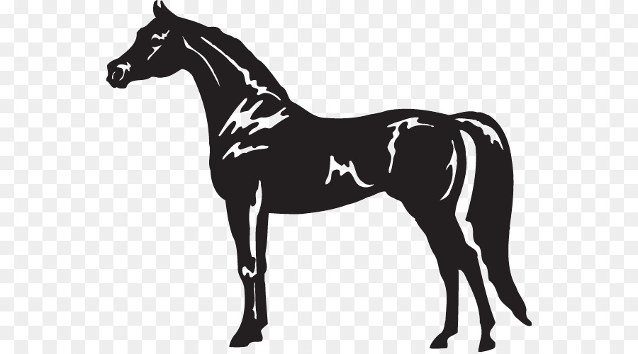 Arabian horse American Quarter Horse Appaloosa Pferd Stehend clipart - andere