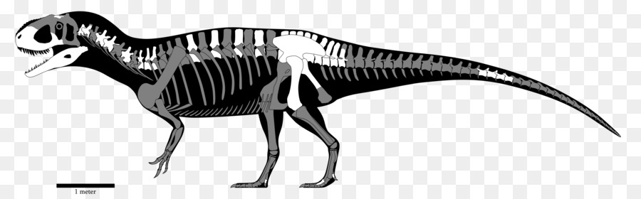 Yangchuanosaurus Sinraptor Mapusaurus Dinosaurier Giganotosaurus Größe - Dinosaurier