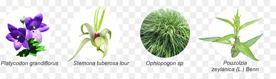 Schnittblumen, Gräser, Pflanze, Stamm-Blatt-Kraut - Blatt