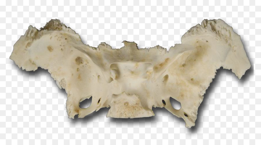 Mascella Forame ovale Pterigoideo processi di sfenoide Anatomia della Mandibola - cranio
