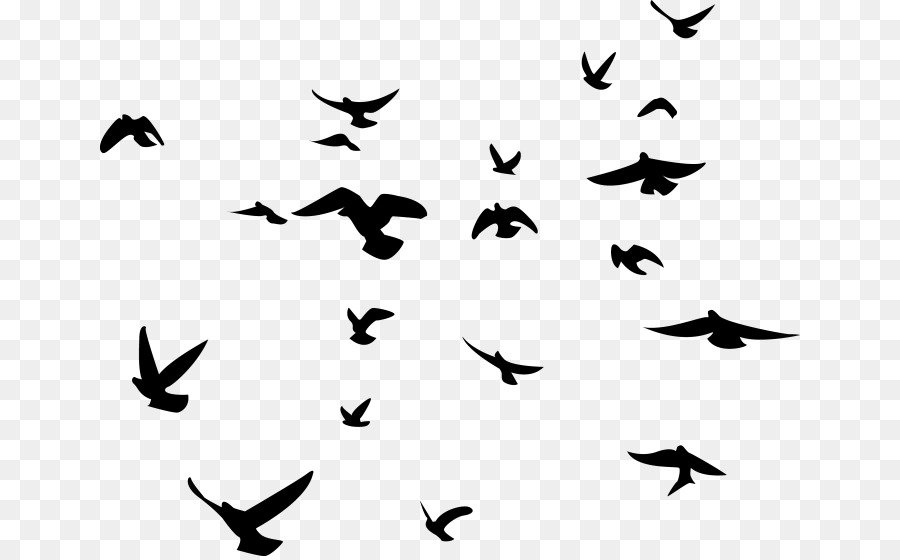 Uccello Silhouette Americano corvo Gregge Clip art - uccello