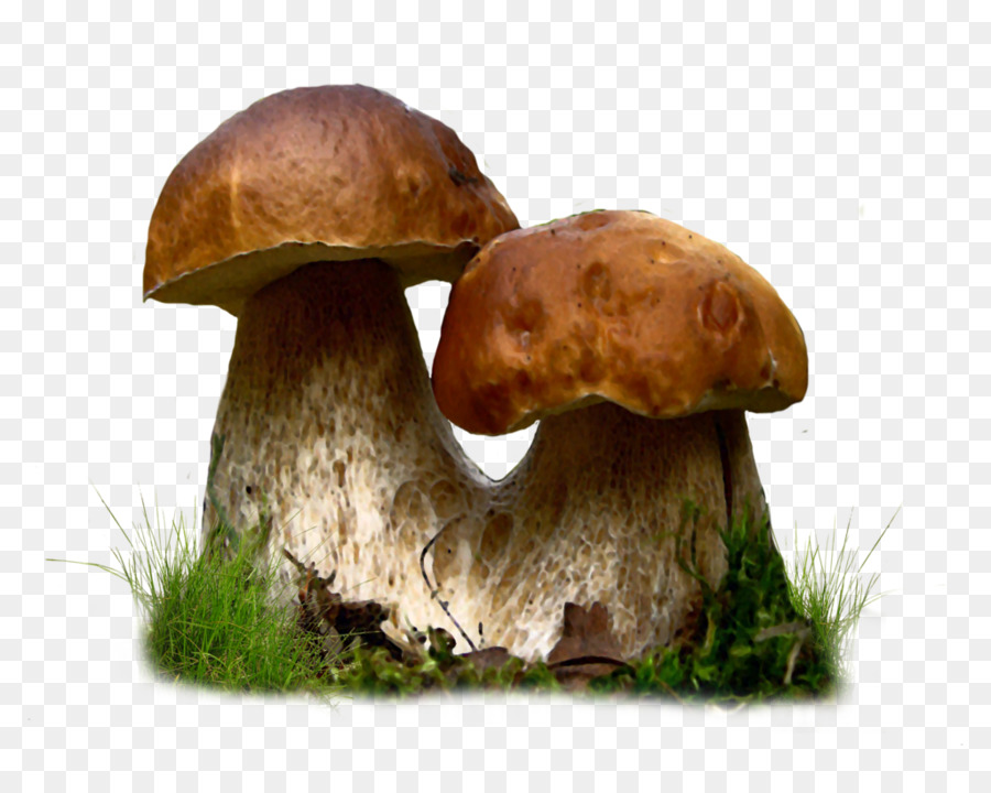 Funghi commestibili Clip art - funghi