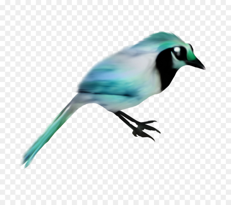 Blue jay Bird Cielo Blu Becco - uccello