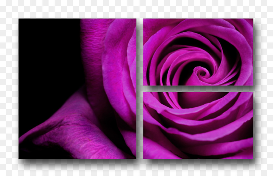 Purple Flower Violet Rose Stock-Fotografie - lila