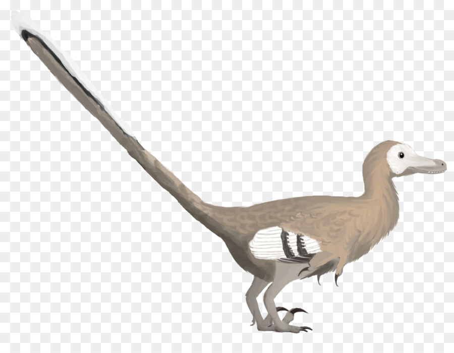 Velociraptor Vogel Deinonychus Wesendlich Ente Dinosaurier - Vogel