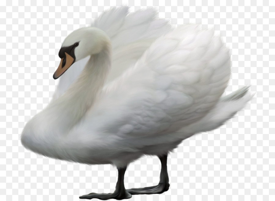 Uccello Swan oca cigno Anatra - uccello
