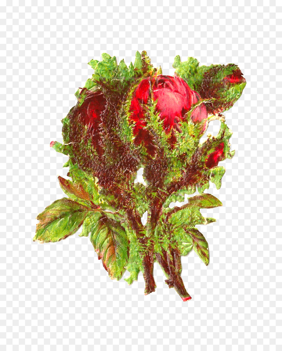 Schnittblumen Portulaca grandiflora Rose viktorianischen ära Clip-art - andere