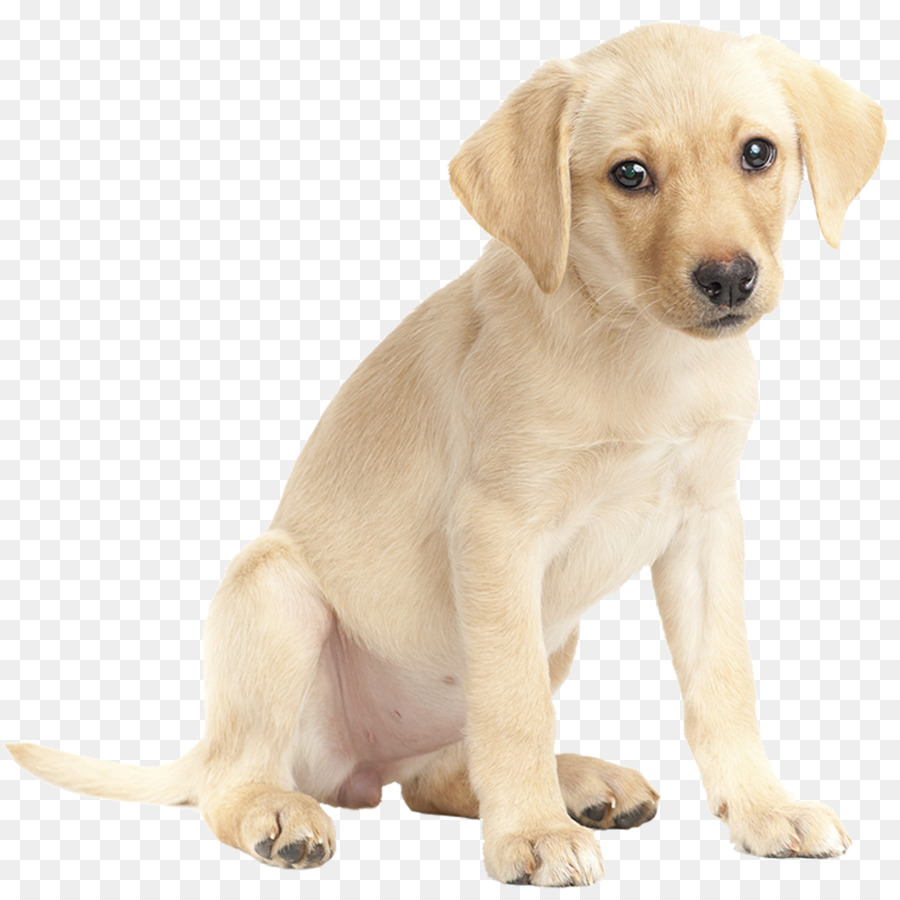 Labrador Retriever, Golden Retriever Welpen, Deutscher Schäferhund, White Shepherd - Golden Retriever