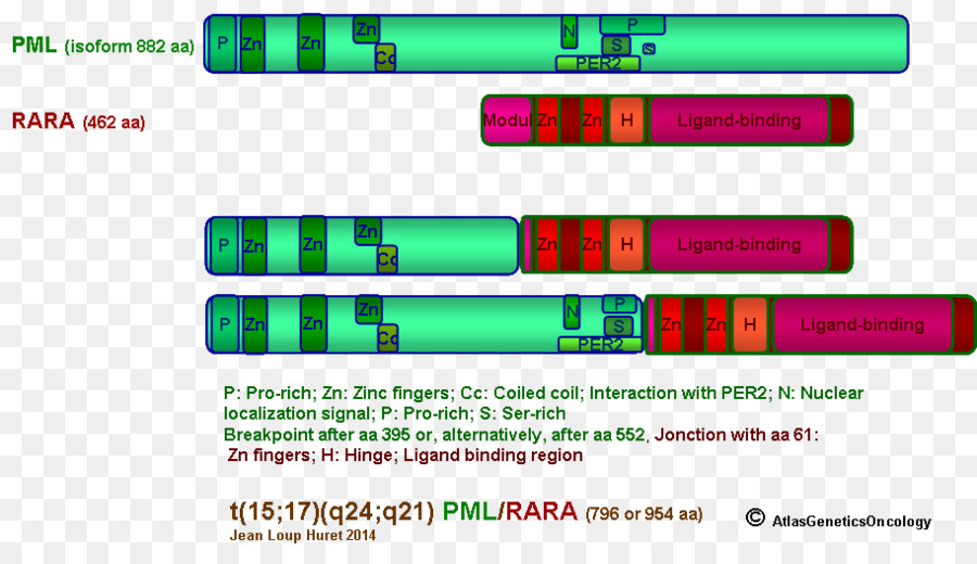 Akute promyelocytic Leukämie Chromosomale Translokation Progressive multifokale leukoenzephalopathie Akuten myeloischen Leukämie - Hybrid