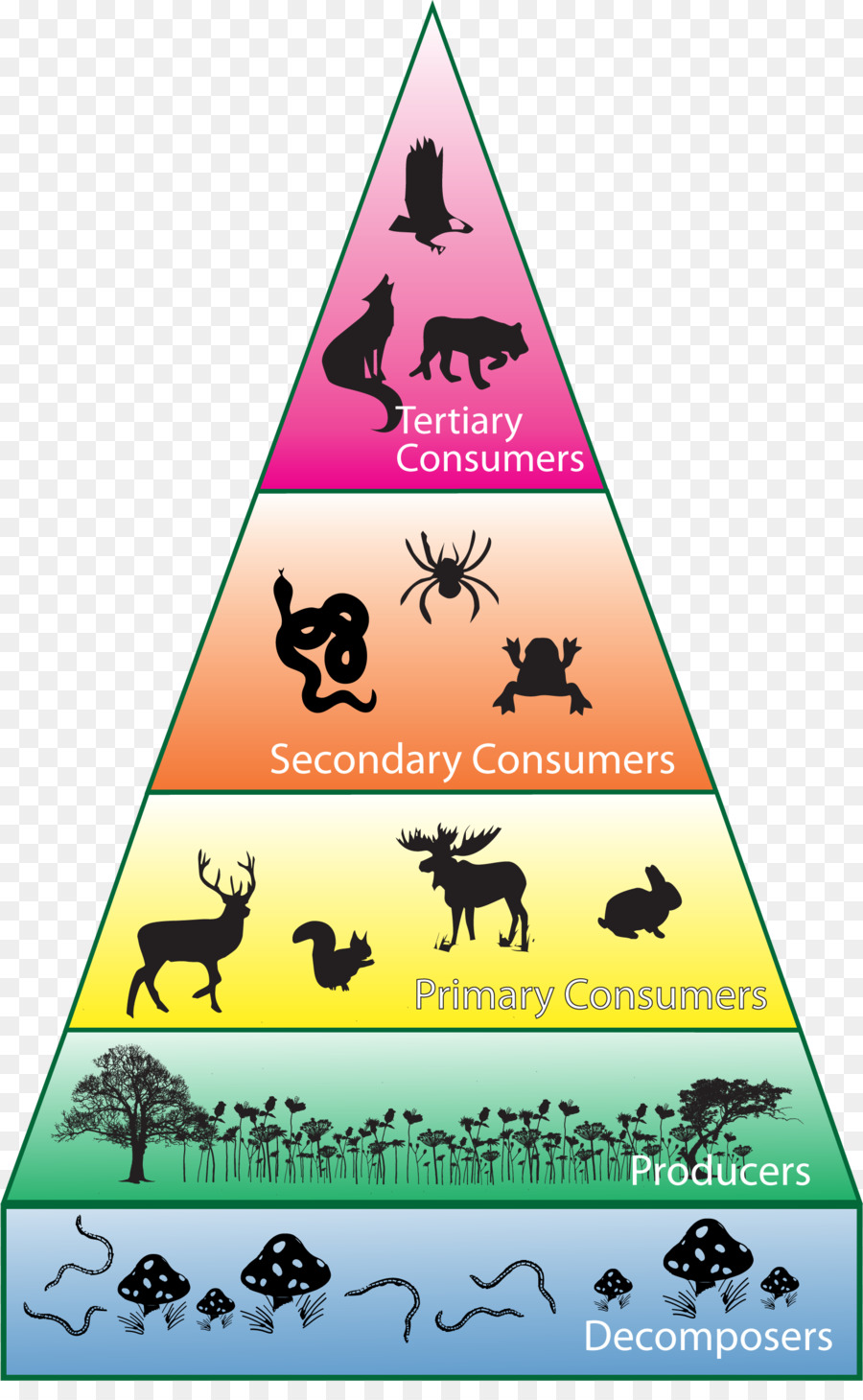 Biodiversität Verbraucher Ökosystem Ökologische Pyramide - Lebensmittel Kinn
