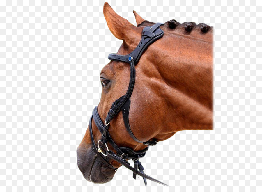 Cavallo Tack senza morso briglia briglie senza morso - cavallo
