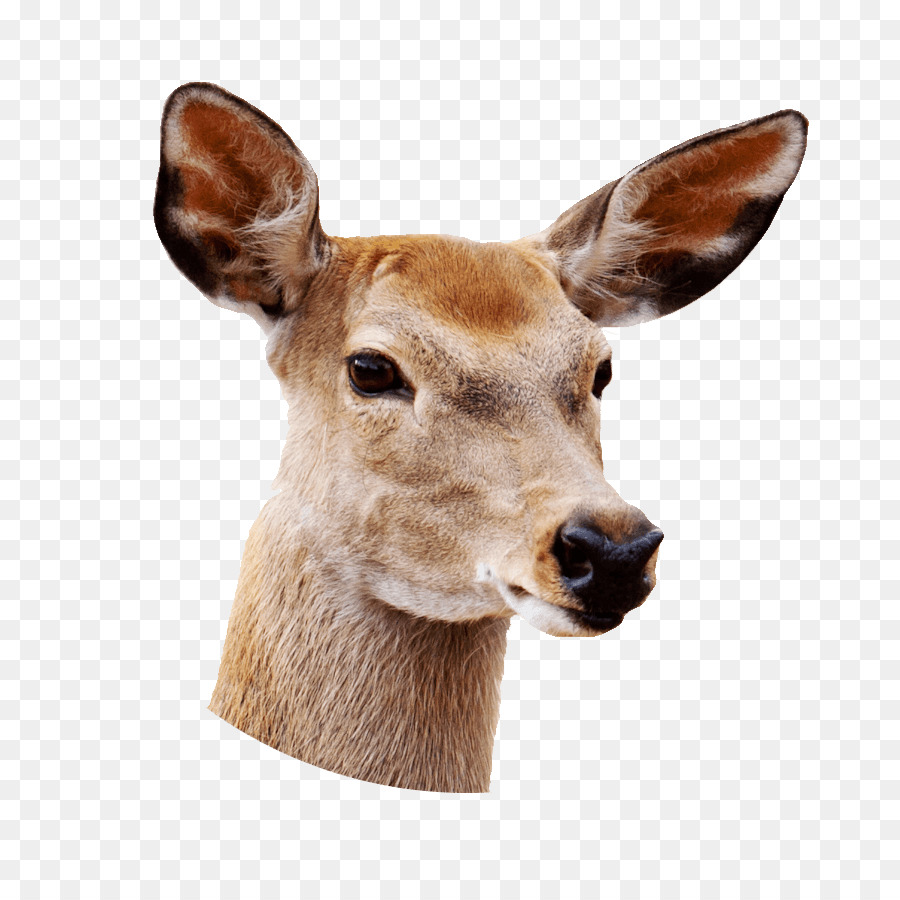 Red deer White-tailed deer-Spiel Fleisch Sika-Hirsche - Hirsch