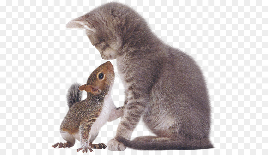 Ost-graue Eichhörnchen Tabby-Katze Kätzchen - Eichhörnchen