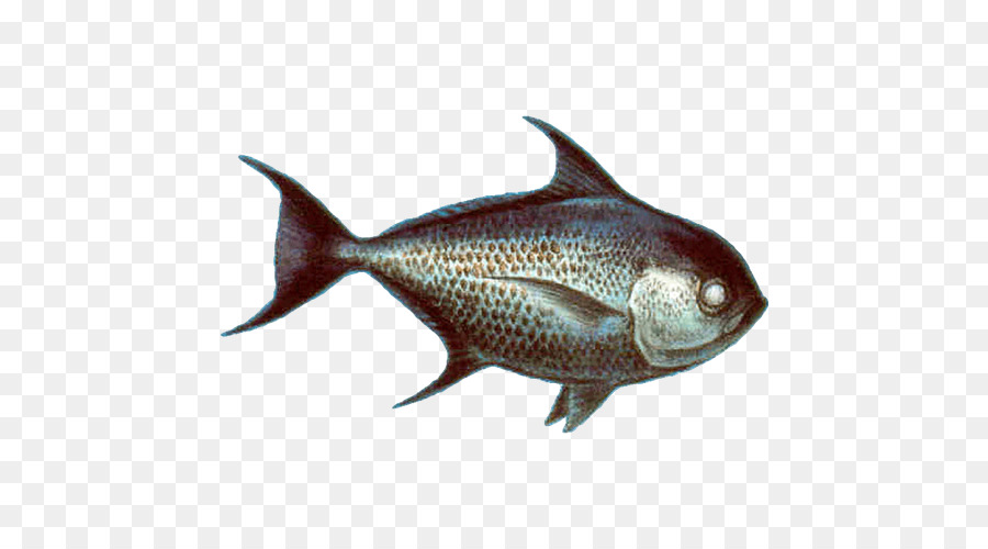 Milkfish Pomfret Pampus argenteus frutti di mare Guarda - pesce