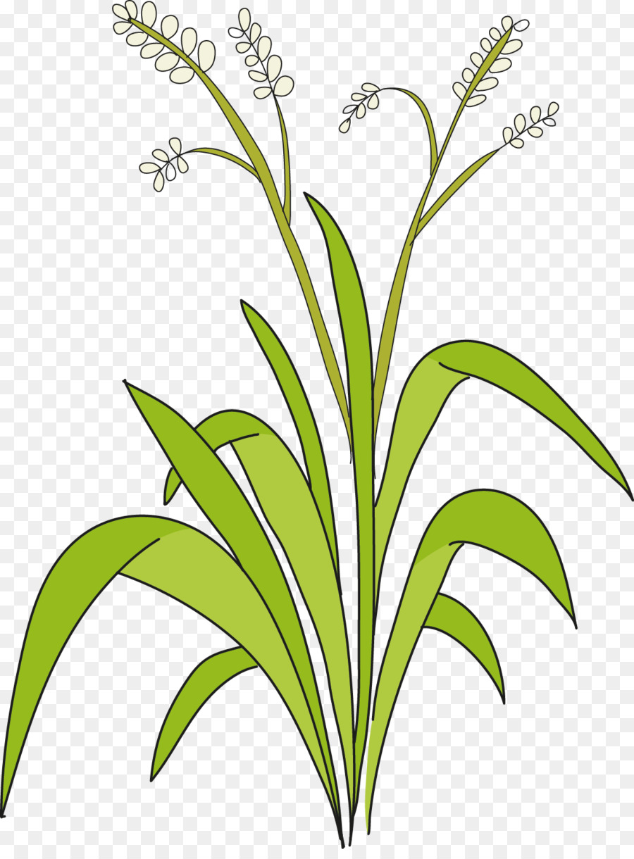 Sweet Grass Schneiden, Blumen Pflanzen-stengel-Blatt-Linie - Blatt