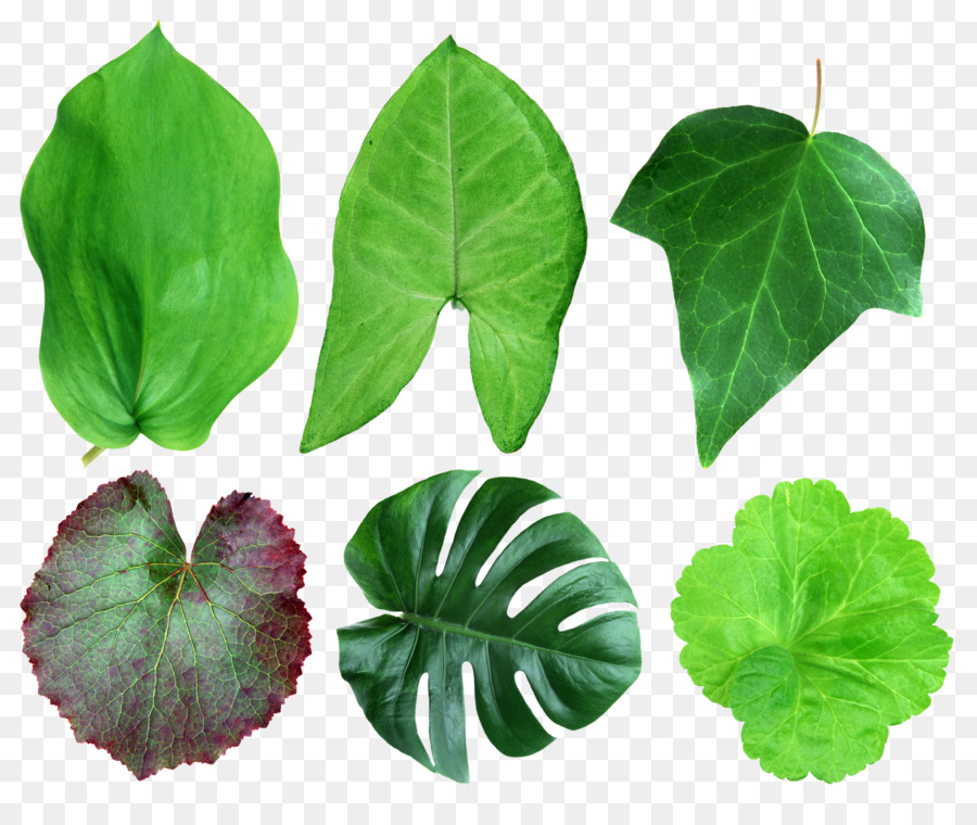 Leaf, Plant, Liana, Common Ivy, Swiss Cheese Plant, Evergreen, Green, Ivy, ...