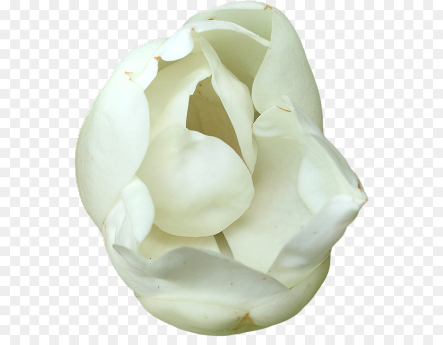 Weibliche Parallax-scrolling-Donuts - magnolia png Bild material