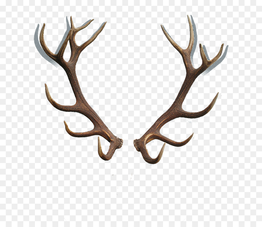 Deer, Red Deer, Reindeer, Antler, Horn, Moose, Elk, Drawing. 