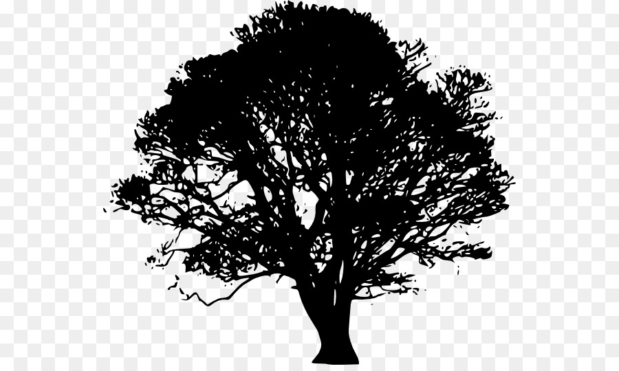 Weisse Eiche, Südlichen live oak Clip-art - Baum