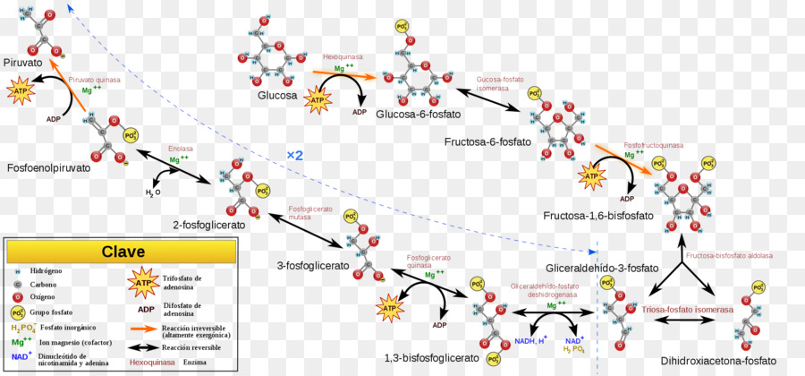 Glukoneogenese Glykolyse Stoffwechselweg Zellatmung Kohlenhydrat-Stoffwechsel - andere
