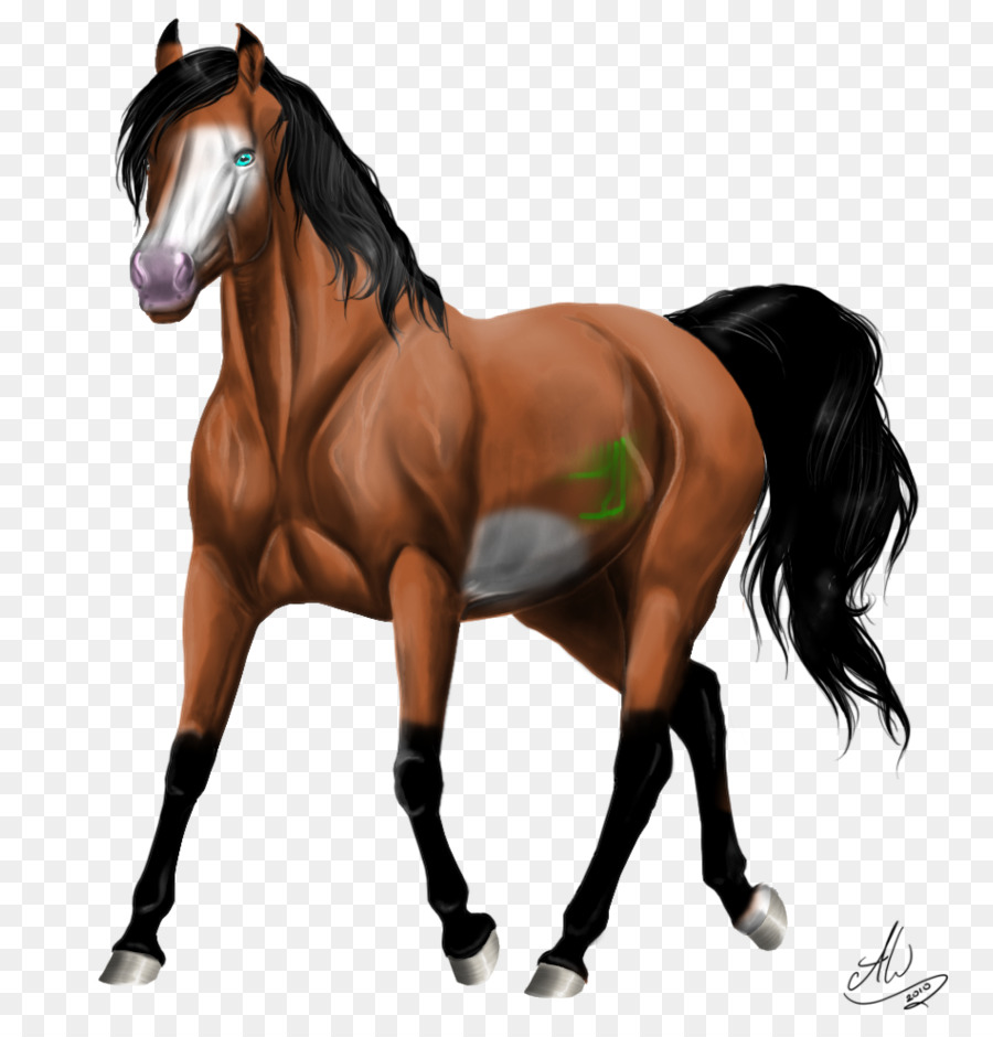Stallone Mustang Mare cavallo Arabo Kerry Bog Pony - mustang