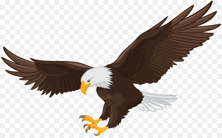 Aquila dalla coda bianca Aquila Calva Clip art - aquila