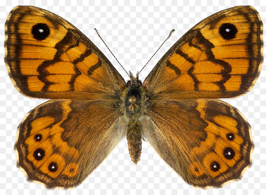 Butterfly Lasiommata crone, Female Stock photography Lasiommata petropolitana - Schmetterling