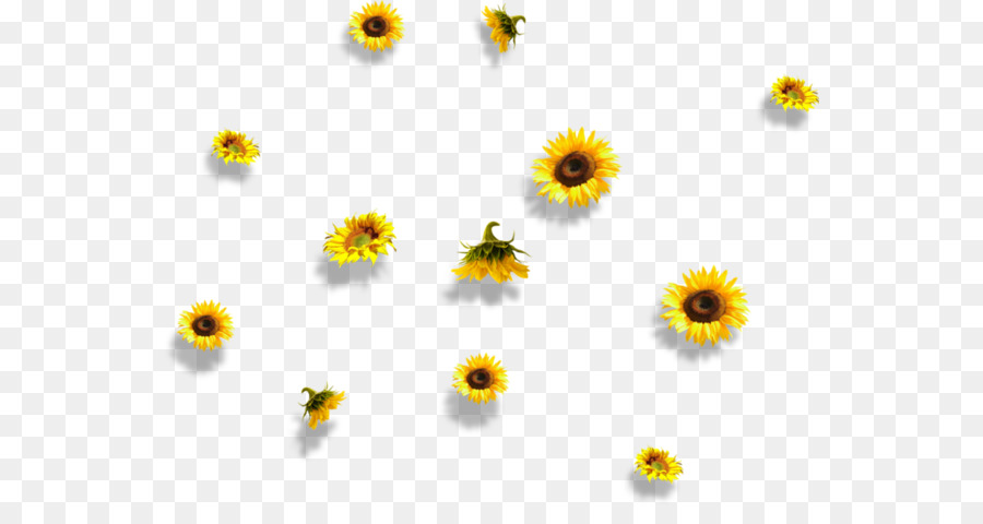 Gemeinsame Sonnenblume Blütenblatt - Blume