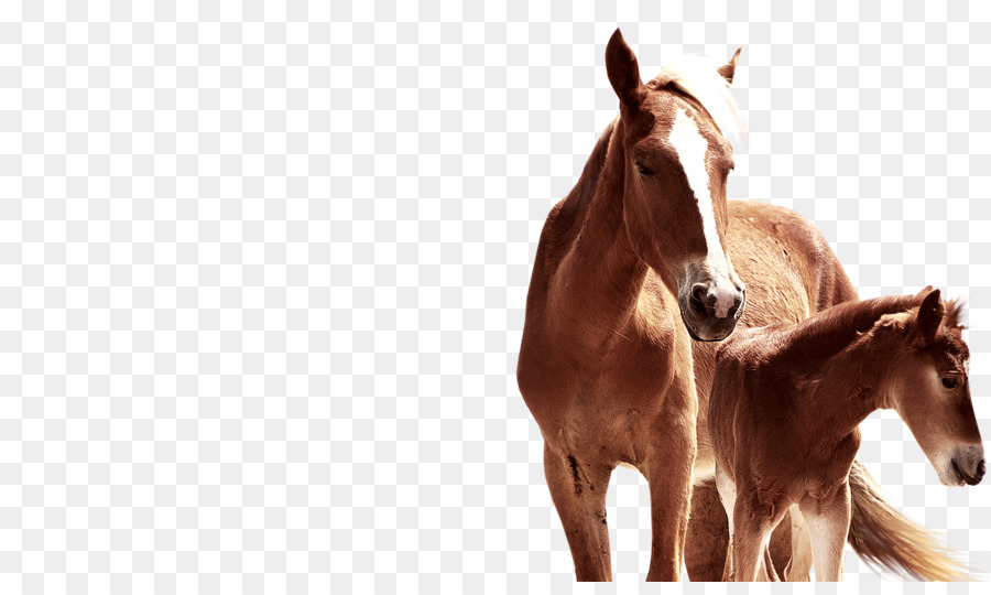 Con ngựa Sạch Viên nhiên liệu chủ chú Ngựa - Con ngựa