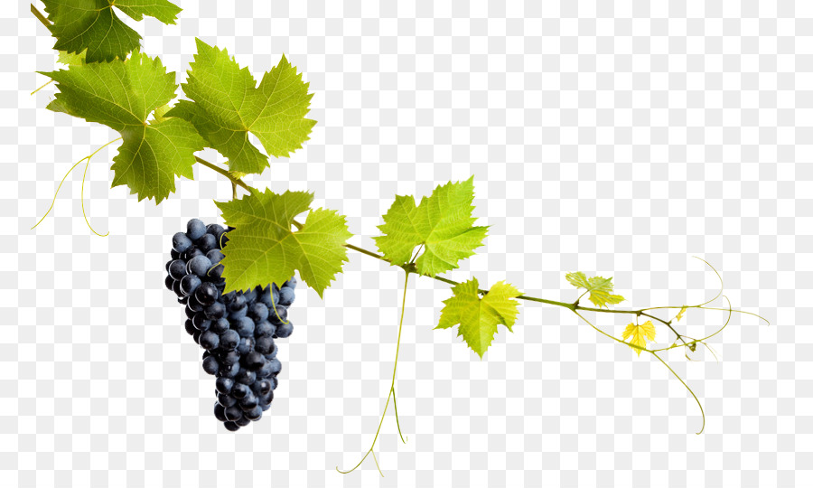 Comune di Uva, Uva da vino e foglie di fotografia Stock - uva