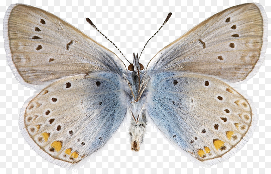 Colias Lycaenidae Nymphalidae Bombycidae Pieridae - Schmetterling