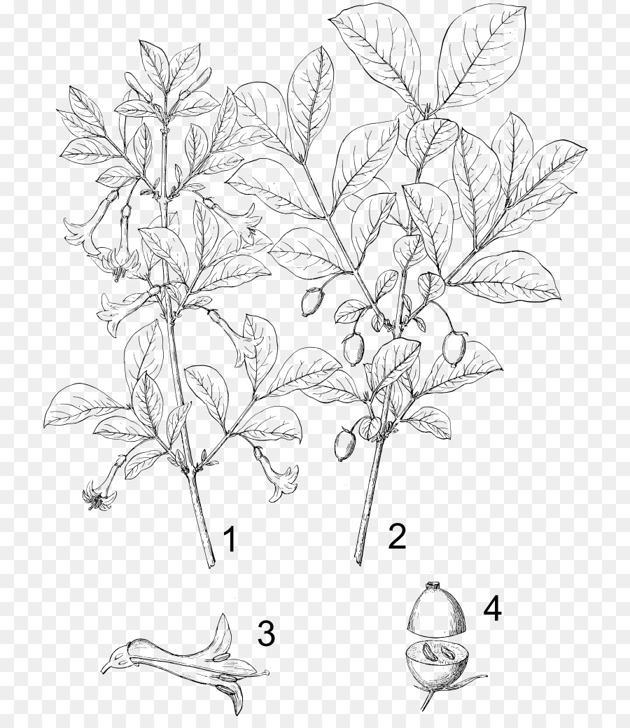 Lonicera ciliosa Lonicera sempervirens Blume Pflanze Vorbau Botanik - blume