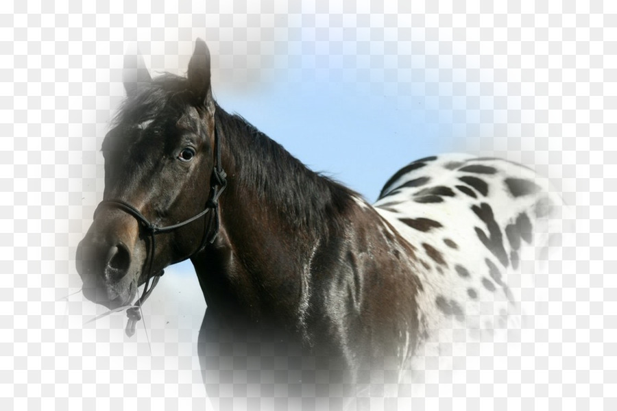 Appaloosa Horse Club American Quarter Horse Knabstrupper entdeckte Sattelpferd - andere