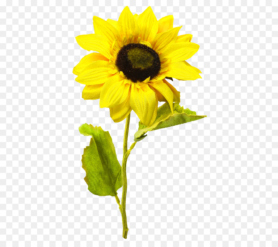 Gemeinsame Sonnenblume clipart - sonnenblumen