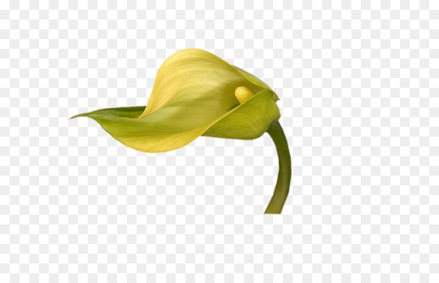 Arum Lilien Blumen-Lilium-Pflanze-Stiel - Blume