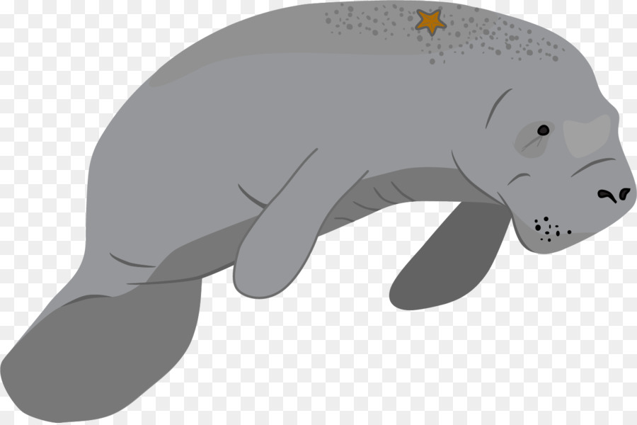 Con bò biển Gấu động vật Biển có vú bò biển - Gấu