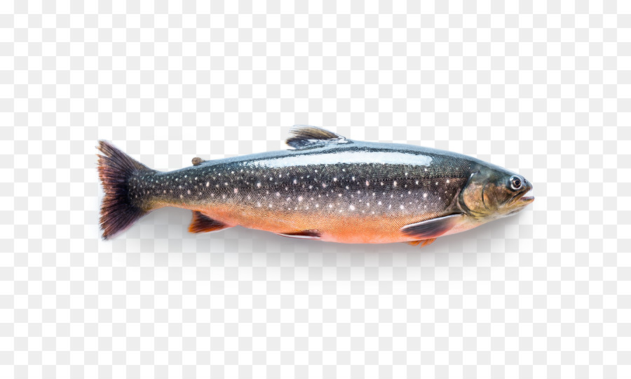 Sardine Lachs, Arctic char Fischen Forelle - Fisch
