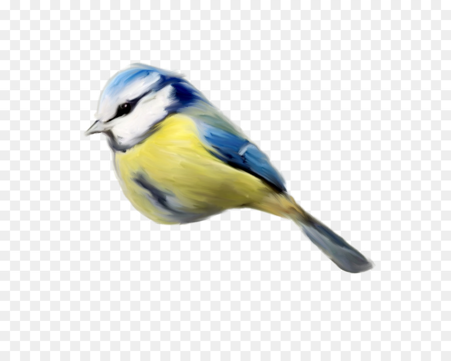 Chim Finch Clip nghệ thuật - con chim