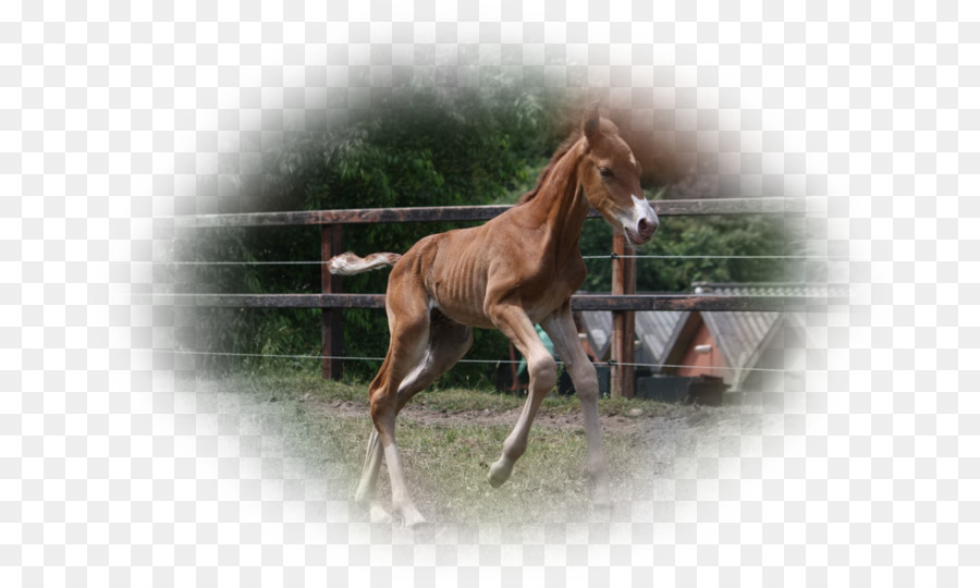 Mare Chú Ngựa Mustang Con Ngựa Colt - mustang
