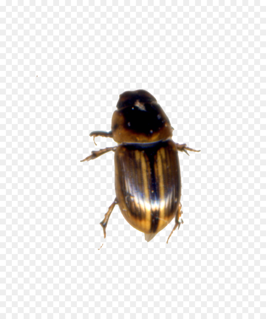 Hummel-Mist-Käfer Rüsselkäfer - Biene
