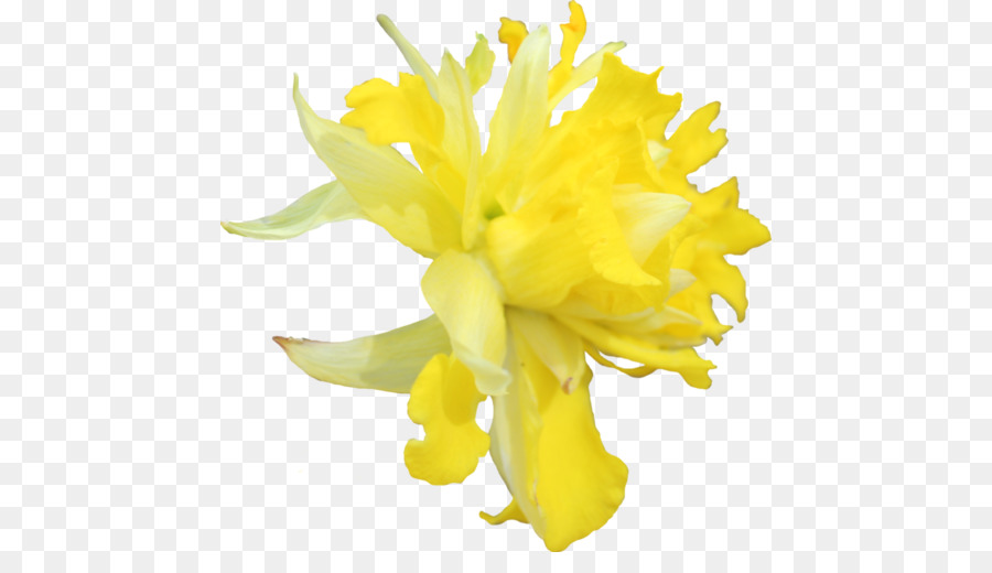Narzisse, Blume, Tagetes lucida Clip-art - Blume