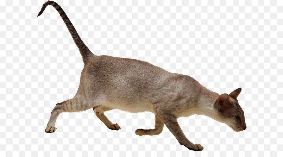 Inländische kurzhaarige Katze Burmese cat, Siamese cat Whiskers - Kätzchen