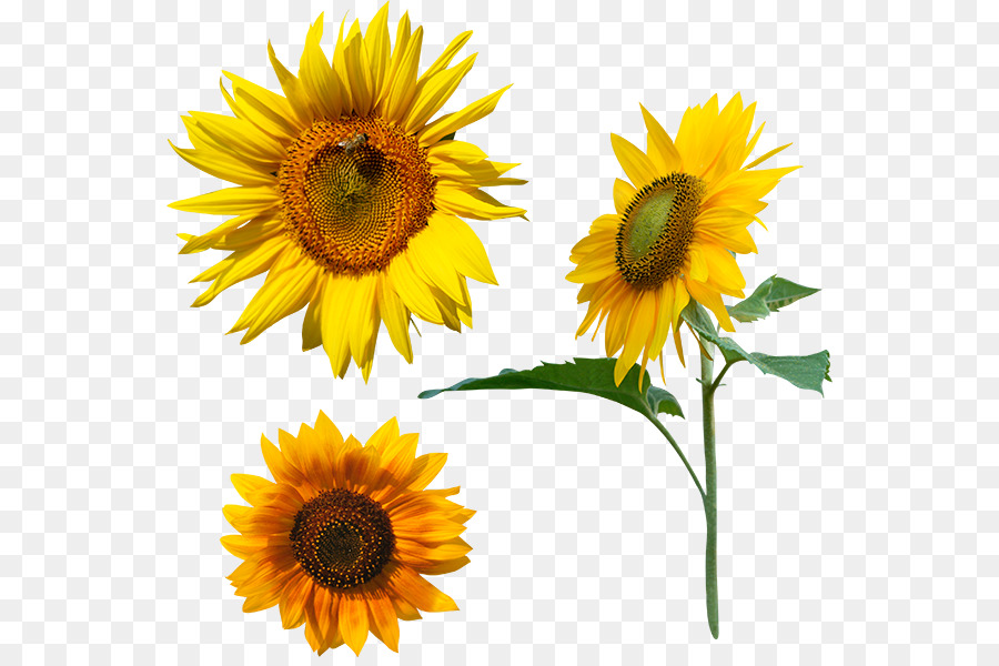 Common sunflower Megabyte Clip-art - andere