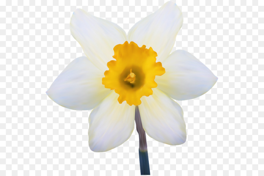Daffodil Gol Gol Blume, Blütenblatt Weiß - Blume