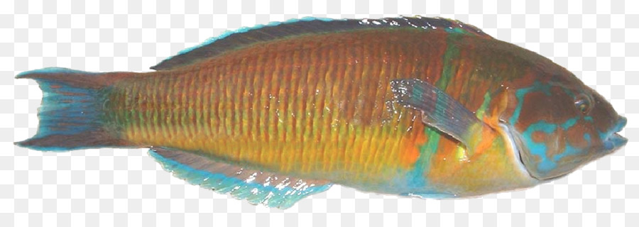 Pesce Sanpietro biologia Marina Ghiozzo Arctoscopus japonicus - pesce