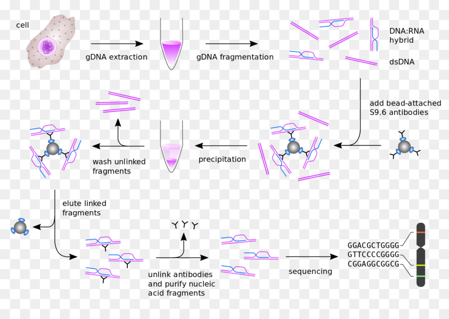 DRIP-seq Fenolo–cloroformio estrazione di RNA estrazione di R-loop - tecnologia