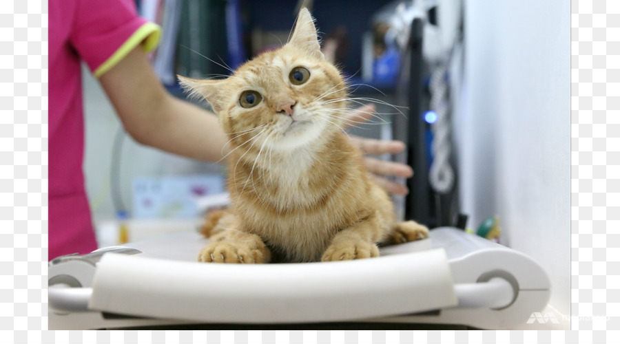 Amerikanisch Kurzhaar Munchkin Katze Drache Li ägäis Katze Schnurrhaare - Kätzchen