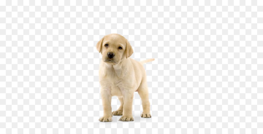 Labrador Retriever, Golden Retriever Welpen, Pudel, Basset Hound - Labrador Retriever