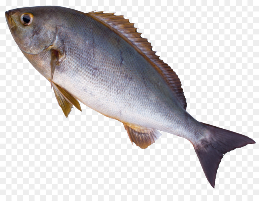 Cod prodotti a base di Pesce di Salmone, pesce azzurro Sotoura - Sunil Kumar Jakhar