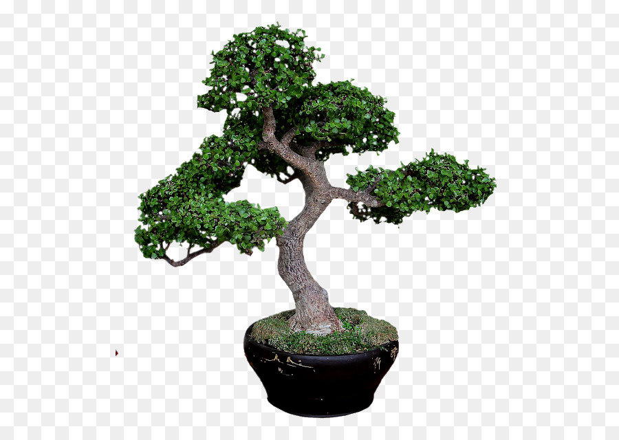 Sageretia theezans Bonsai Albero di Pino, pianta di Giada - albero